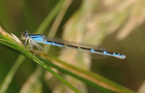 Male
10 July 2011 CO